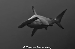Hammerhead shark #2

NIKON D7000 in a Seacam "Prelude" ... by Thomas Bannenberg 